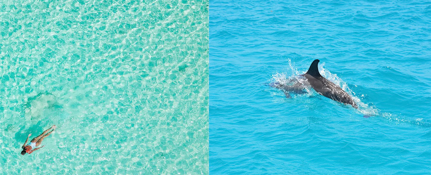 Snorkeling tour Orange Bay Vs Dolphin House